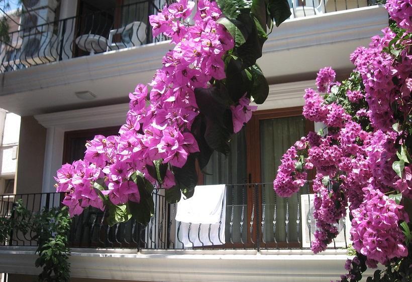 Kumsal Butik Otel Adalar Extérieur photo